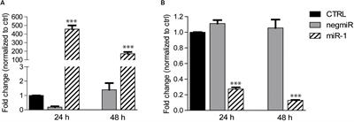 MicroRNA-Mediated Direct Reprogramming of Human Adult Fibroblasts Toward Cardiac Phenotype